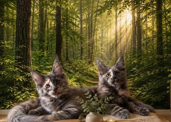 Rezerwacja Maine Coon