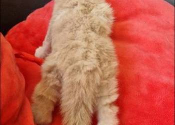 Kocurek Maine Coon Rudy piękny