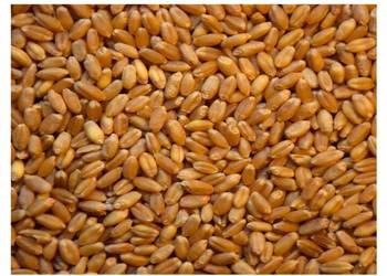 Pszenica, pszenżyto