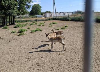 młode daniele młode daniele