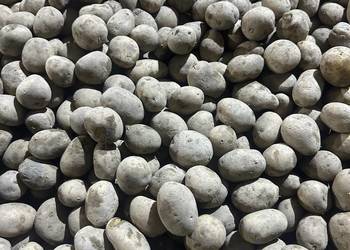 Sprzedam ziemniaki wielkości sadzeniaka