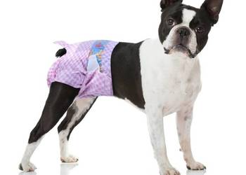 Pieluchy dla psów, wskaźnik wilgotności, rozmiar M, 30-50 cm., 20 szt.