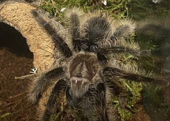 terrarium + ptasznik kedzierzawy samica tliltocatl albopilosus nicaragua