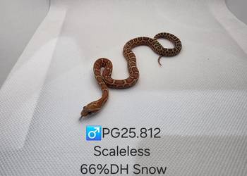 Wąż zbożowy samce i samice