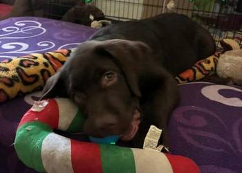 Szczęnieta Labrador Retriever  FCI ZkwP o/Wrocław