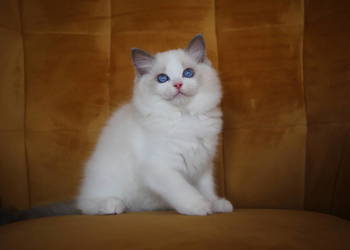 Kocurek Wedel Ragdoll z hodowli Castillo Cat