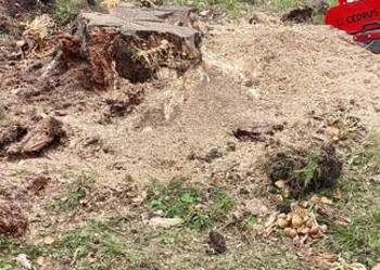 Usługi glebogryzarką frezarką do pni darmowa wycena