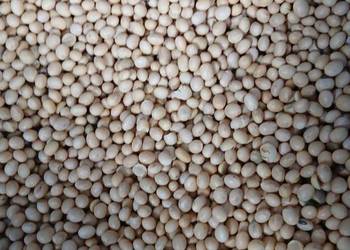 Soja wczesna odmiana