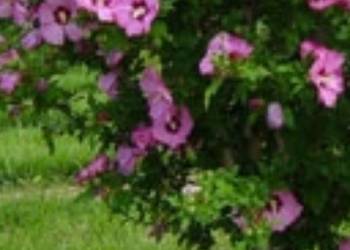 Hibiskus sadzonki plus gratis