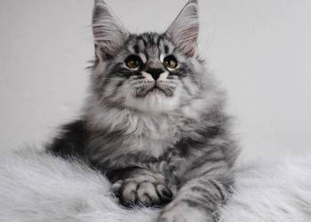 Piękny i duży kocurek maine coon
