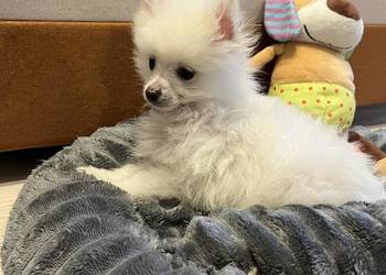 szpic miniaturowy - piesek