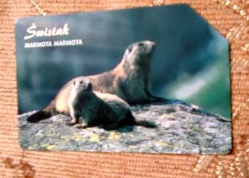 ŚWISTAK - MIESZKANIEC TATRZAŃSKICH HAL ŚWISTAK - MIESZKANIEC TATRZAŃSKICH HAL