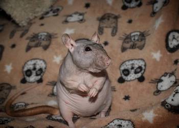 Szczurki, szczur, szczury fuzz