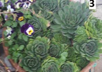 Rojnik murowy - Sempervivum tectorum, bylina gruboszowata