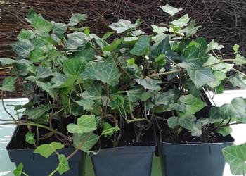 Bluszcz Hedera Helix hurt producent