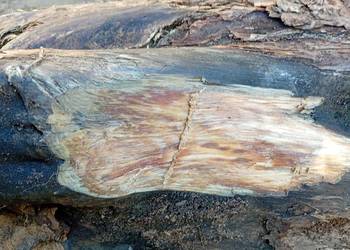 Korzeń drzazgi rozpałka