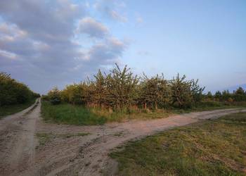 Działka rolna z sadem 14 200m2