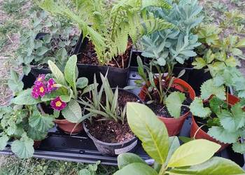 Zestaw roślin wieloletnich z własnego ogrodu.