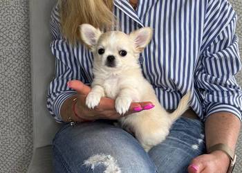 Biało-kremowy chihuahua długowłosy zjawiskowej urody ZKWP FCI