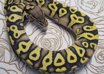 Wąż pyton królewski, python regius samica