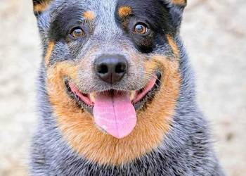 Australian Cattle Dog