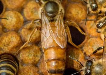 Unasieniona matka pszczela BUCKFAST – Przezimowana (2025)