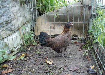 Kury liliputki - 2 kurki w barwie dzikiej.