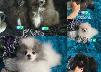 Szpic Miniaturowy/Pomeranian piesek PASZPORT!