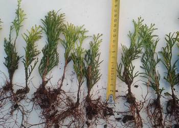 Tuja Smaragd około 12-16 cm dwuletnia sadzonka goły korzeń