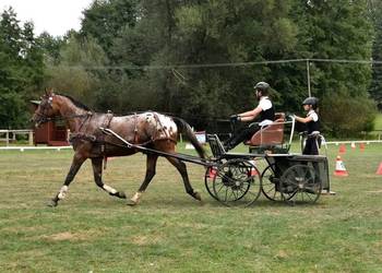 Bryczka maraton maratonka singiel