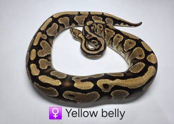 Pyton królewski dorosła samica yellow belly