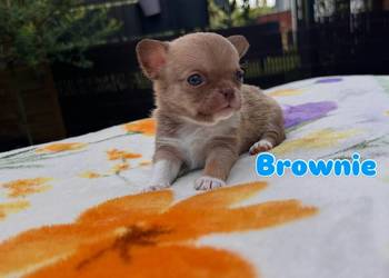 Chihuahua chłopcy