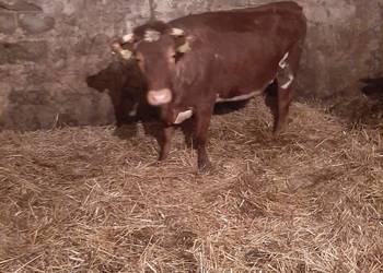 Sprzedam jałówkę wysokocielną