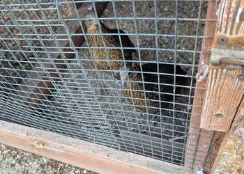 Sprzedam  samice bażanta satyra