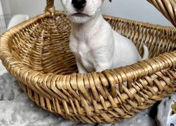 Wyjątkowa suczka Jack Russell Terrier rodowód OSPiK
