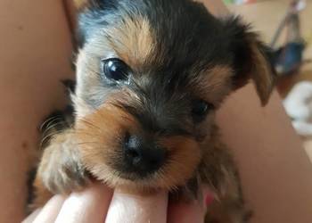 Yorkshire terrier szczeniaki