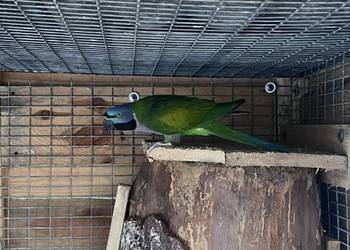 Para aleksandrett chińskich