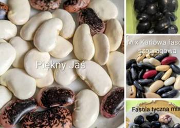 Fasola szparagowa karłowa mix