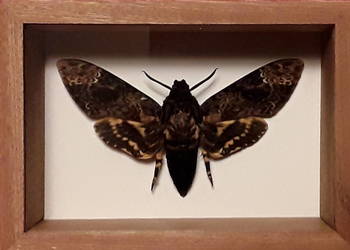 Ćma w ramce 14x10 cm, Acherontia lachesis 110 mm .