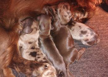 Jamnik długowłosy Dackel dachshund choco tan