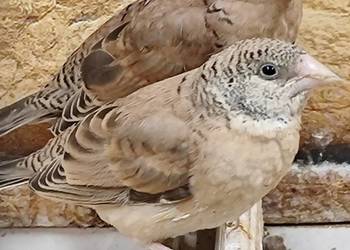 Amadyna obrożna 2025r Astryld Astryldy