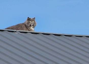 Blacha Trapezowa , Paleta RAL, Na wymiar