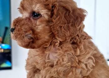 Pudel red Lou toy/miniatura po tatusiu FCI