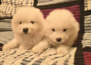 Samoyed/samojed