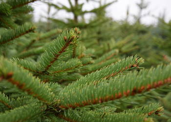 Choinki, świerk srebrny, pospolity (HURT DETAL) 15zł HURT