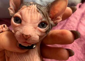 Bambino Toy oraz Sphynx / Sfinks (zapisy Rezerwacja BAM ) W-wa & Sosnowiec