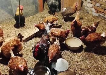 Sprzedam kury nioski