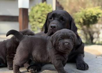Labrador Retriever szczeniaki