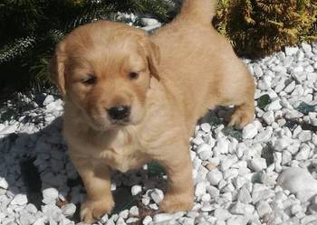 Golden Retriever śliczne szczeniaki po Champion PL