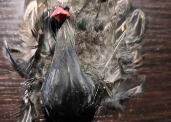 Stary mały czarny paw  vitange